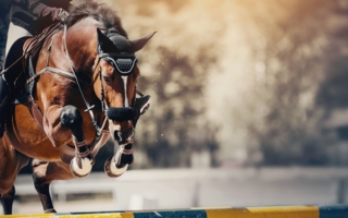Dopage animal : suspension confirmée pour la cavalière et sa monture